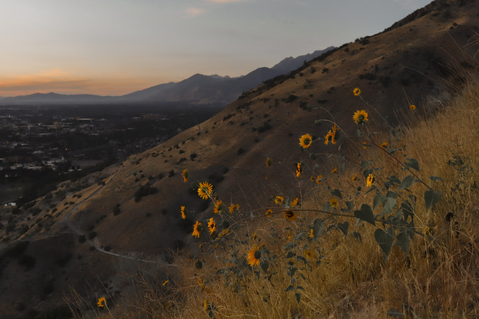 a tangle of sunflowers lit brilliant yellow by sun with mountainside and town in the distance